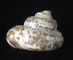 Pleurotomaria cf. actinomorphala EUDES-DESLONG-CHAMPS 1849 - Bild © FossNet FossilienStore